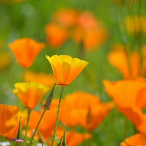 Fleur de coquelicot californien, représentant la douceur du massage californien au Centre de soins Naxane, un soin relaxant de 60 minutes pour relâcher les tensions et apaiser l’esprit.