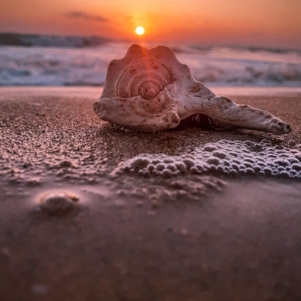 Coquillage sur une plage au coucher de soleil, représentant le Modelage Coquillage au Centre Naxane, un soin relaxant de 60 minutes pour une récupération et une légèreté absolue.