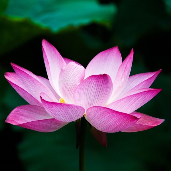Fleur de lotus représentant le massage polynésien au Centre de soins Naxane, un soin relaxant et énergisant pour apaiser les muscles et revitaliser l’énergie.