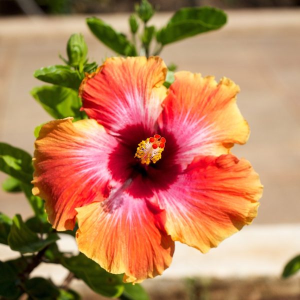 Fleur d’hibiscus représentant le massage hawaïen “Lomi Lomi” aux huiles chaudes au Centre Naxane, un soin relaxant de 50 minutes pour un véritable lâcher-prise.